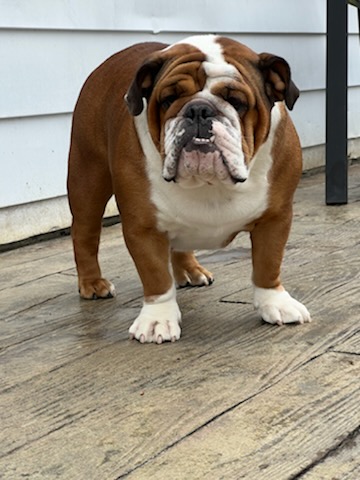 Bulldogs For Sale | Sheryl Star English Bulldogs | Michigan Dog Breeder