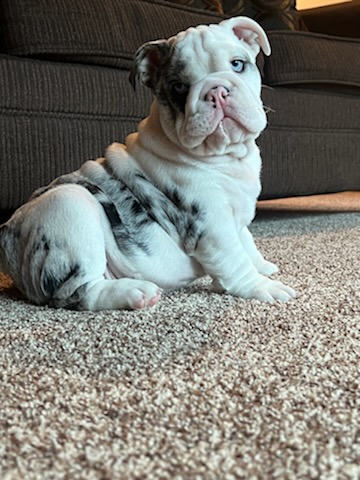 Bulldogs For Sale | Sheryl Star English Bulldogs | Michigan Dog Breeder