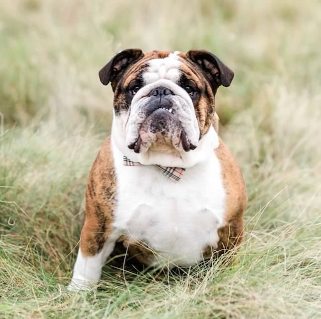 Bulldogs For Sale | Sheryl Star English Bulldogs | Michigan Dog Breeder