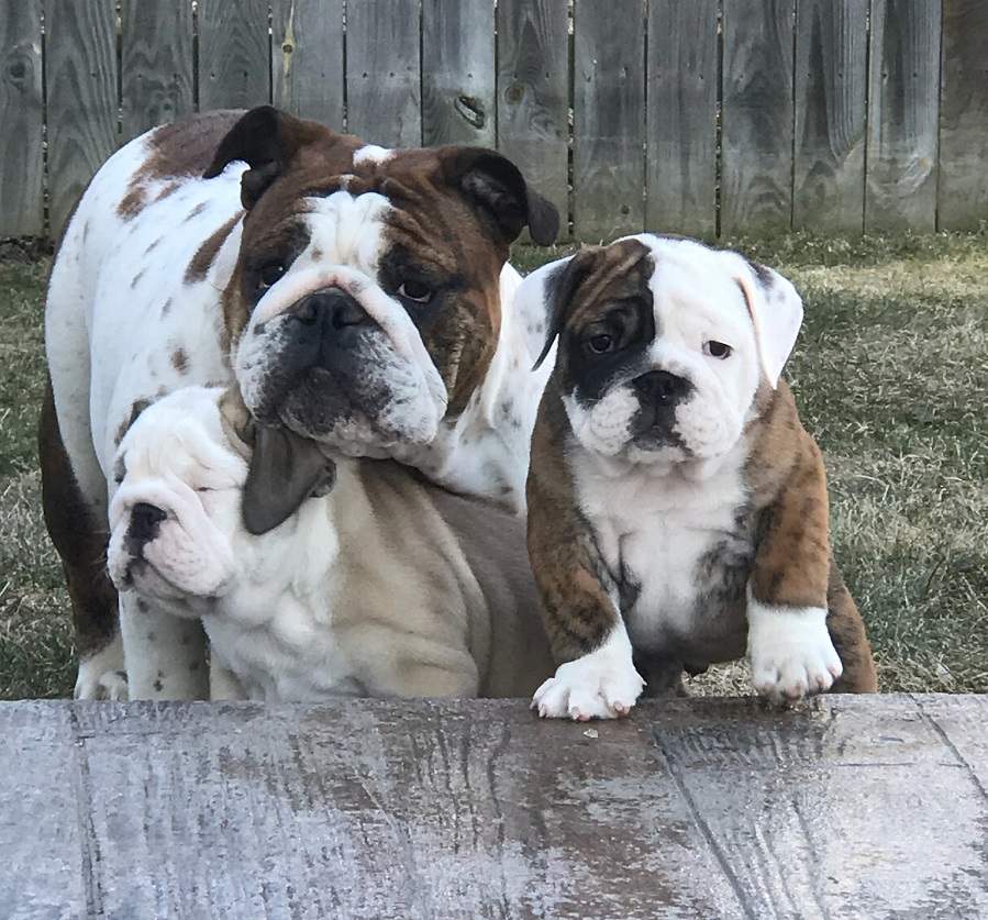 Bulldogs For Sale | Sheryl Star English Bulldogs | Michigan Dog Breeder