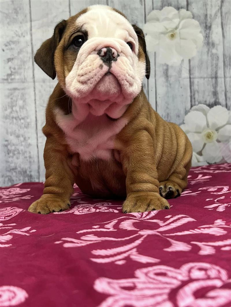 Bulldogs For Sale | Sheryl Star English Bulldogs | Michigan Dog Breeder