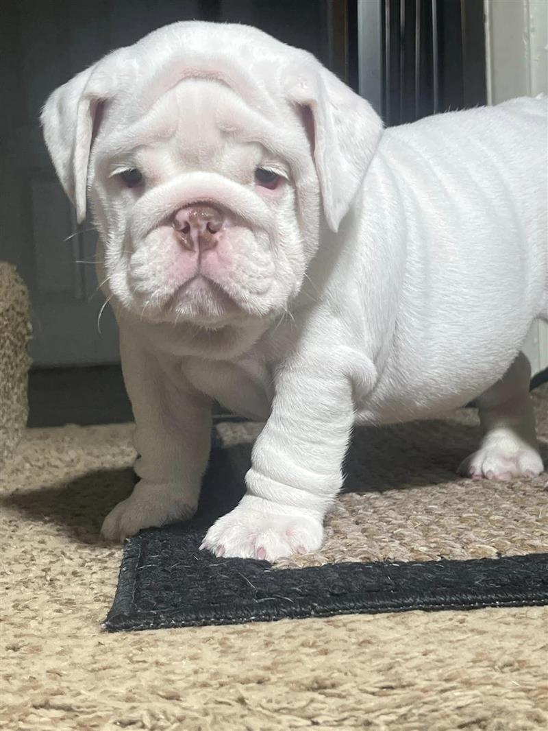 Bulldogs For Sale | Sheryl Star English Bulldogs | Michigan Dog Breeder