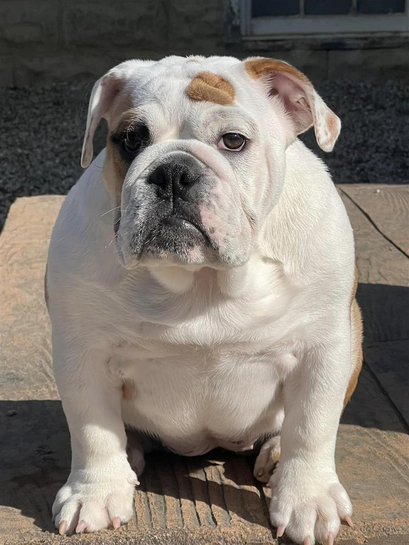 Bulldogs For Sale | Sheryl Star English Bulldogs | Michigan Dog Breeder