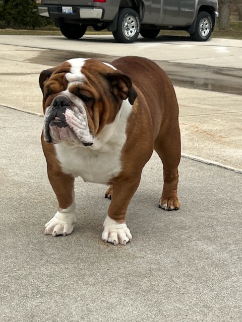 Bulldogs For Sale | Sheryl Star English Bulldogs | Michigan Dog Breeder