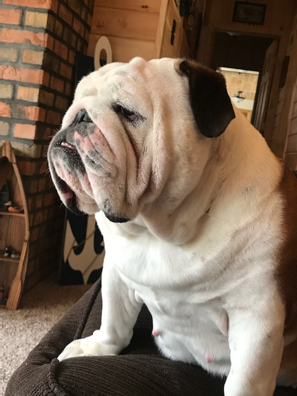 Bulldogs For Sale | Sheryl Star English Bulldogs | Michigan Dog Breeder