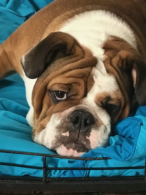 Bulldogs For Sale | Sheryl Star English Bulldogs | Michigan Dog Breeder