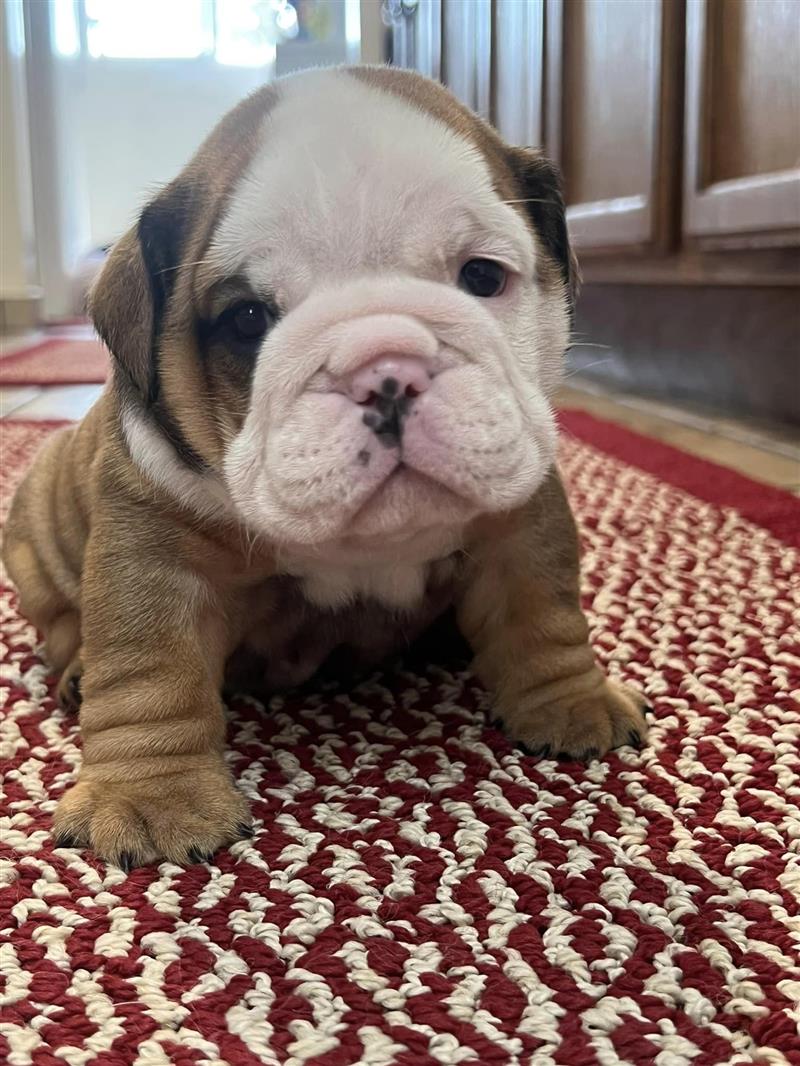 Bulldogs For Sale | Sheryl Star English Bulldogs | Michigan Dog Breeder