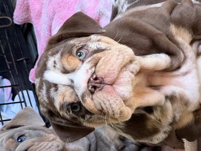 Bulldogs For Sale | Sheryl Star English Bulldogs | Michigan Dog Breeder