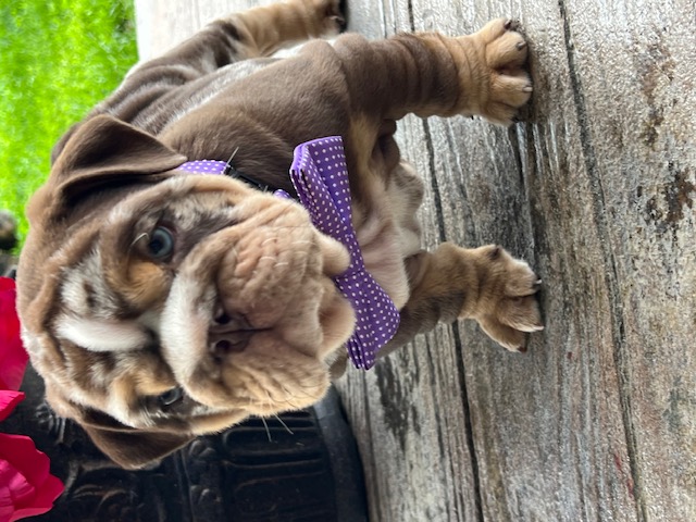 Bulldogs For Sale | Sheryl Star English Bulldogs | Michigan Dog Breeder