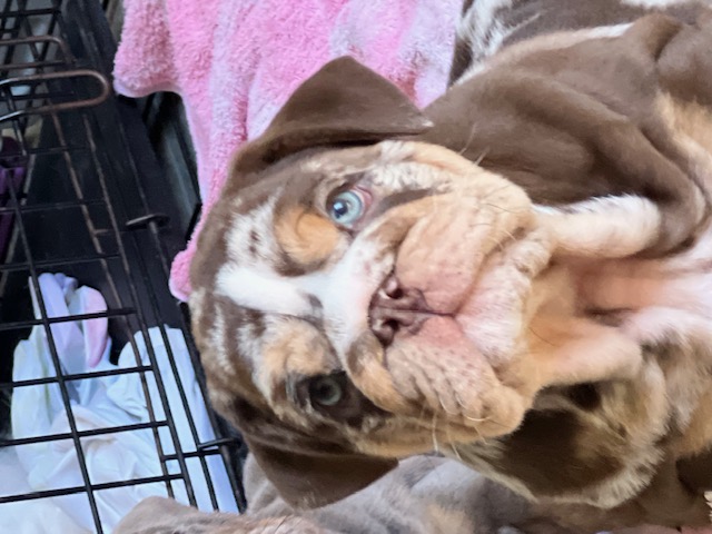 Bulldogs For Sale | Sheryl Star English Bulldogs | Michigan Dog Breeder