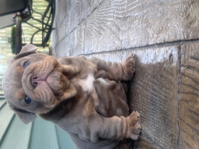 Bulldogs For Sale | Sheryl Star English Bulldogs | Michigan Dog Breeder