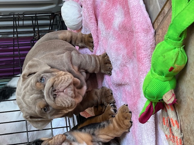 Bulldogs For Sale | Sheryl Star English Bulldogs | Michigan Dog Breeder