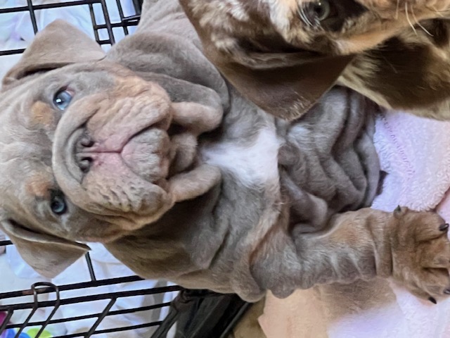 Bulldogs For Sale | Sheryl Star English Bulldogs | Michigan Dog Breeder