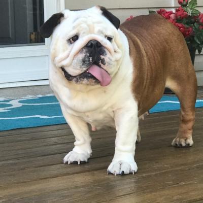 Bulldogs For Sale | Sheryl Star English Bulldogs | Michigan Dog Breeder